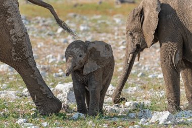 Afrika 'nın bozkırındaki fil