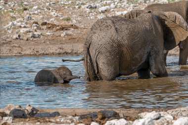 Kruger Ulusal Parkı 'ndaki Afrika Filleri, Güney Afrika