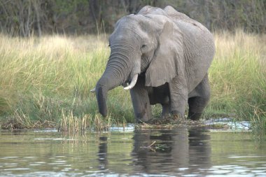 Afrika fili (Loxodonafricafricana) Kruger Park 'ında
