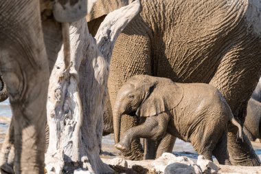 Su parkındaki fil ailesi.