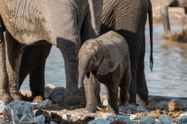 Bebek ile Afrika fili