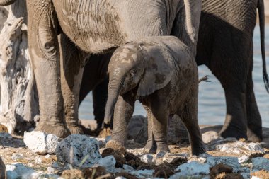 Etoşa Ulusal Parkı 'nda yürüyen bir grup fil. namibya