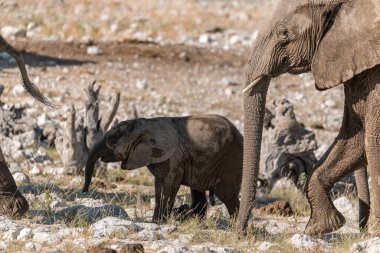 Afrika savanındaki fil.