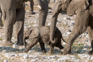 Savanada yürüyen bebekli fil, namibya