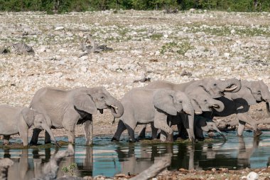 Afrika filleri Kruger Park, Güney Afrika 'da.