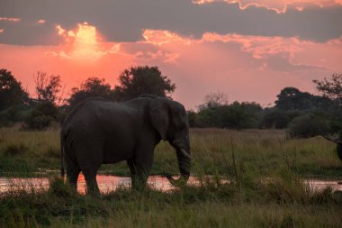 Gün batımında Afrika fili
