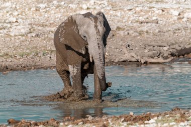 Etoşa Ulusal Vahşi Yaşam Namibya 'sındaki fil