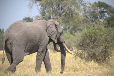 Afrika savanasında büyük bir fil.