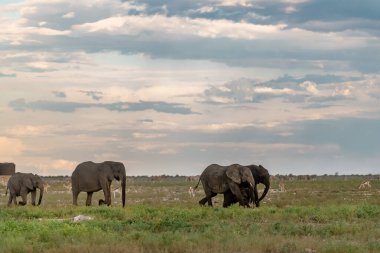 Afrika savanasındaki savo üzerinde bir grup fil.