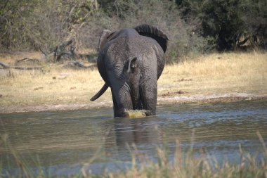 Nehirde duran güzel bir filin yakın plan çekimi.
