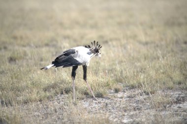 Beyaz kuyruklu turna kuşu doğada, Afrika 'da