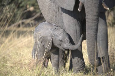 Savanadaki Afrika fili