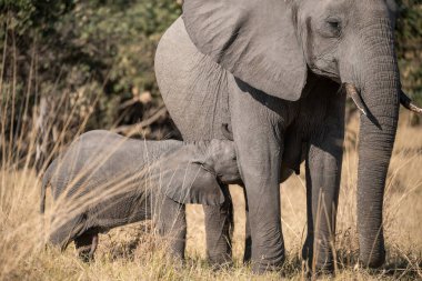 Güney Afrika 'daki Kruger Ulusal Parkı' nda anneleriyle bir filin yakın çekimi.