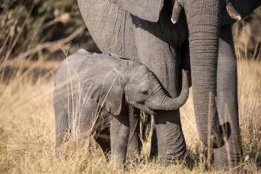 Güney Afrika 'daki Kruger Ulusal Parkı' nda bir fil.