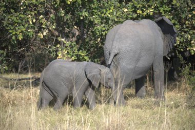 Afrika 'daki vahşi bir savanda filler.
