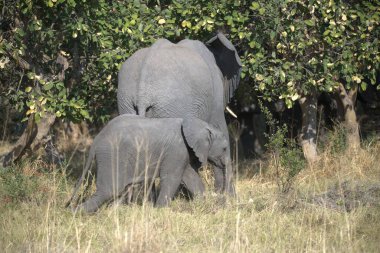 Afrika filleri Güney Afrika 'daki Kruger Ulusal Parkı' nda