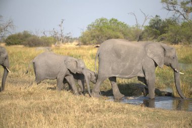 Kruger Park 'taki Afrika fili