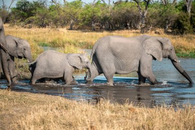 Su birikintisinde filler