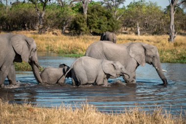 Afrika savanasındaki filler