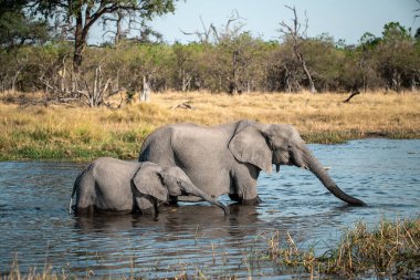 Afrika fili Botswana 'nın güneyinde bir nehir çukurunda.