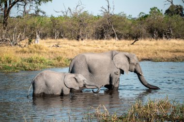 Afrika, Afrika 'daki Kruger Ulusal Parkı' ndaki Afrika fili