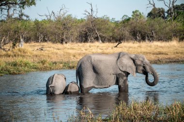 Loxodonta afrikana 'daki Afrika fili