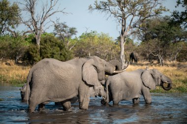 Botswana 'daki Chobe Nehri' ndeki su birikintisinde bir grup fil.