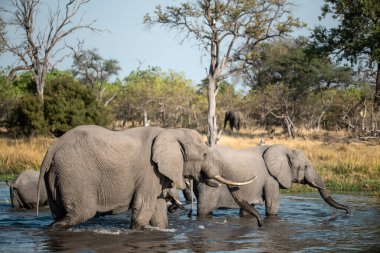 Afrika çalı fili Kruger Ulusal Parkı, Güney Afrika; Loxoloafricana Africana Ailesi
