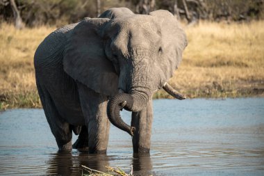Nehirden su içen bir Afrika fili