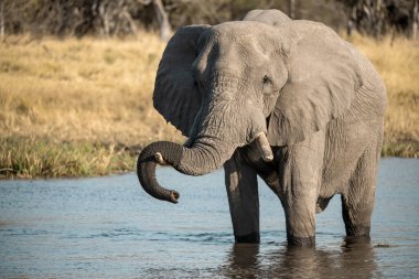 Afrika fili (Loxodonta africana )
