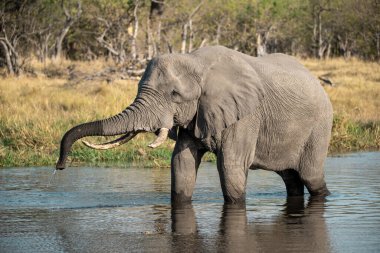 Afrika fili Güney Afrika 'daki Kruger parkında içiyor.