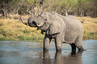 Afrika fili nehirde su içiyor.