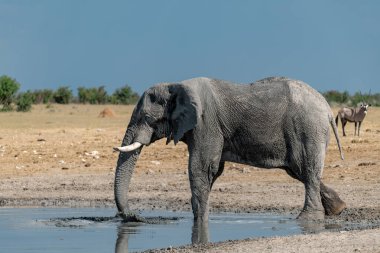 Etoşa Ulusal Parkı 'ndaki su birikintisinde fil, namibya