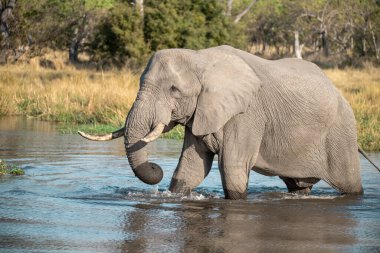 Nehirdeki su birikintisinden su içen bir fil.