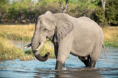 Kruger Park 'taki su birikintisinde Afrika fili