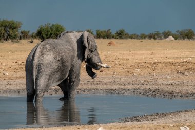 Etoşa Ulusal Parkı, Namibya 'daki su birikintisinde su içen bir fil..
