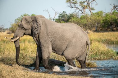 Sudaki fil, Botswana