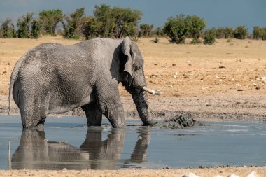 Afrika fili Etoşa 'daki su birikintisinden su içiyor.