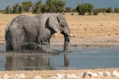 Etoşa Ulusal Parkı 'nda su birikintisi içen genç bir Afrika fili.