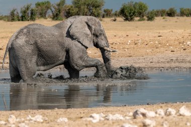 Su birikintisi olan bir Afrika fili