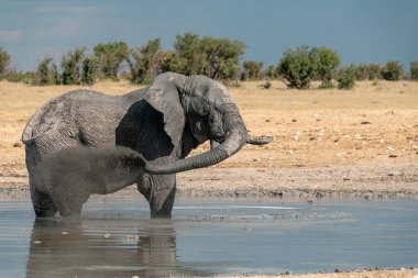 Etobia Ulusal Parkı 'nda, Namibya' da delikte yürüyen bir fil..