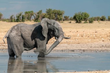 Afrika vahşi fili, Güney Afrika, Namibya 'daki su birikintisindeki bir delikten su içiyor.