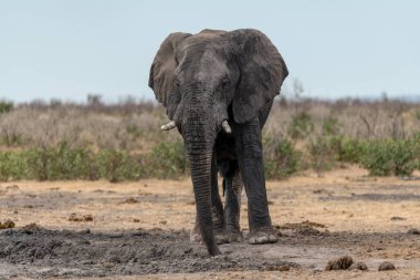 Botswana 'daki Chobe Ulusal Parkı' ndaki su birikintisindeki fil.
