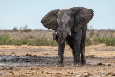 Güney Afrika 'nın ulusal savanındaki Afrika çalı fili