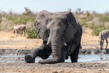 Etoşa 'nın su birikintisinde Afrika filleri