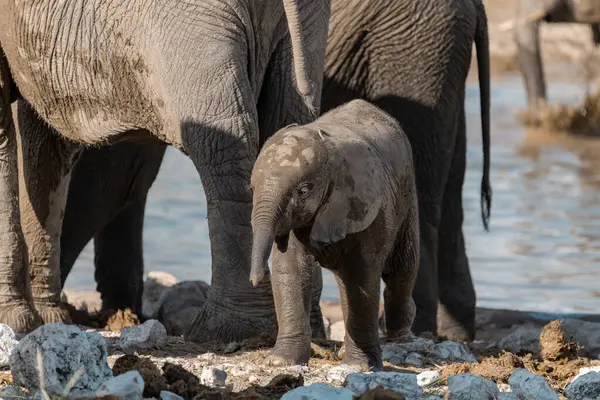 Bebek ile Afrika fili