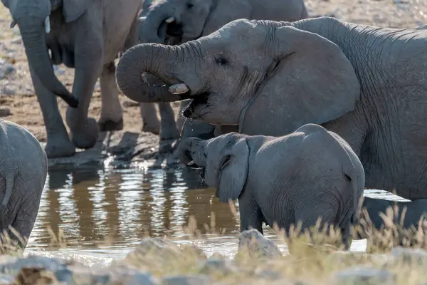 Fil su birikintisinde içiyor.