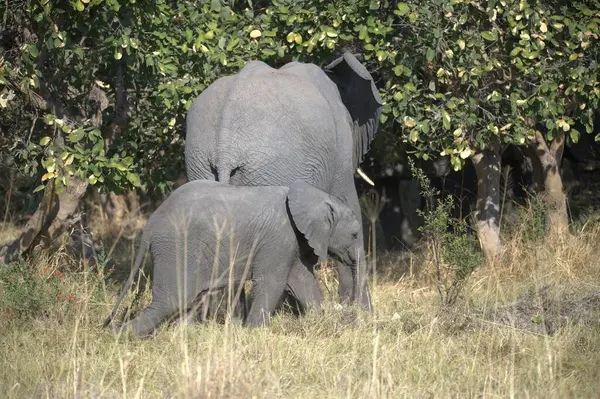Afrika filleri Güney Afrika 'daki Kruger Ulusal Parkı' nda