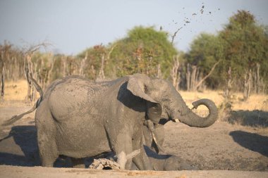 Yerde duran bir filin yakın plan çekimi.