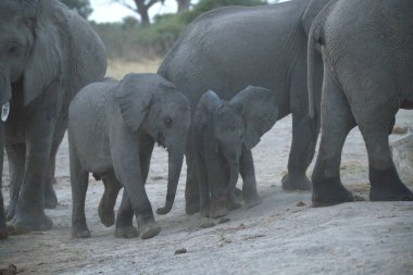 Parktaki Afrika fili